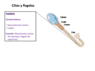 FLAGELO Características: Generalmente únicos. Largos.  Función : Movimiento celular. Por ejemplo, flagelo de espermios.  Cilios y flagelos  