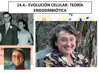 14.4.- EVOLUCIÓN CELULAR: TEORÍA ENDOSIMBIÓTICA 
