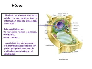 El núcleo es el centro de control celular, ya que contiene toda la información genética almacenada en el ADN. Esta constituido por:  La membrana nuclear o carioteca. Cromatina. Matriz nuclear. La carioteca está compuesta por dos membranas concéntricas con poros, que permiten el paso de moléculas entre el núcleo y el citoplasma. Fuente: cientic.com Núcleo  