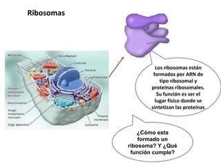 Ribosomas  ¿Cómo esta formado un ribosoma? Y ¿Qué función cumple? Los ribosomas están formados por ARN de tipo ribosomal y proteínas ribosomales. Su función es ser el lugar físico donde se sintetizan las proteínas 