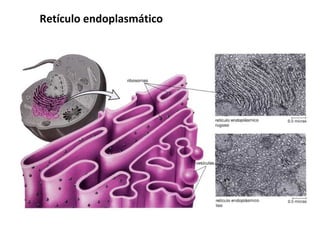 Retículo endoplasmático 