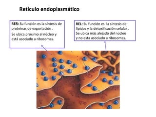 RER:  Su función es la  síntesis de proteínas de exportación . Se ubica próximo al núcleo y está asociado a ribosomas. REL:  Su función es  la  síntesis de lípidos y la detoxificación celular . Se ubica más alejado del núcleo  y no esta asociado a ribosomas. Retículo endoplasmático 