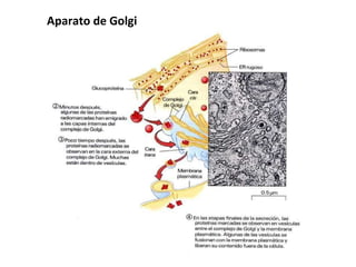 Aparato de Golgi  