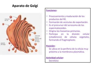 Aparato de Golgi Funciones : Procesamiento y maduración de los productos del RE. Formación de vesículas de exportación. Es el precursor del acrosoma de los espermatozoides. Origina los lisosomas primarios. Participa en la división celular (citodiéresis) de células vegetales, formando el fragmoplasto. Posición : Se ubica en la periferia de la célula muy próximo a la membrana plasmática. Actividad celular : Secretora 