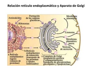 Relación retículo endoplasmático y Aparato de Golgi  