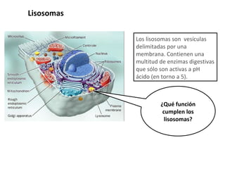 ¿Qué función cumplen los lisosomas? Lisosomas Los lisosomas son  vesículas delimitadas por una membrana. Contienen una  multitud de enzimas digestivas que sólo son activas a pH ácido (en torno a 5).  