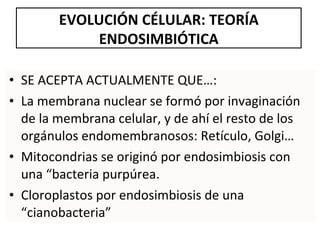 SE ACEPTA ACTUALMENTE QUE…: La membrana nuclear se formó por invaginación de la membrana celular, y de ahí el resto de los orgánulos endomembranosos: Retículo, Golgi… Mitocondrias se originó por endosimbiosis con una “bacteria purpúrea. Cloroplastos por endosimbiosis de una “cianobacteria” EVOLUCIÓN CÉLULAR: TEORÍA ENDOSIMBIÓTICA 