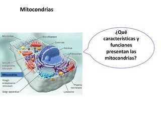 ¿Qué características y funciones presentan las mitocondrias?  Mitocondrias Mitocondrias 