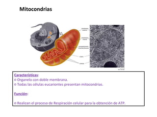 Características :  Organelo con doble membrana. Todas las células eucariontes presentan mitocondrias.  Función :  Realizan el proceso de Respiración celular para la obtención de ATP.  Mitocondrias 