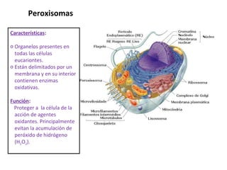 Características : Organelos presentes en todas las células eucariontes. Están delimitados por un membrana y en su interior contienen enzimas oxidativas. Función :  Proteger a  la célula de la acción de agentes oxidantes. Principalmente evitan la acumulación de peróxido de hidrógeno (H 2 O 2 ). Peroxisomas 