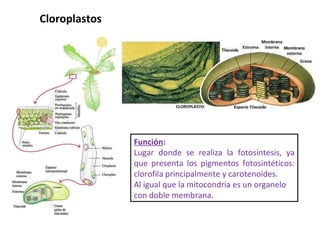 Función : Lugar donde se realiza la fotosíntesis, ya que presenta los pigmentos fotosintéticos: clorofila principalmente y carotenoides. Al igual que la mitocondria es un organelo con doble membrana. Cloroplastos  