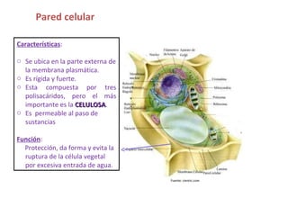 Características : Se ubica en la parte externa de la membrana plasmática.  Es rígida y fuerte.  Esta compuesta por tres polisacáridos, pero el más importante es la  CELULOSA .  Es  permeable al paso de sustancias Función :  Protección, da forma y evita la ruptura de la célula vegetal por excesiva entrada de agua. Fuente: cientic.com Pared celular 
