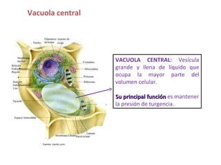 VACUOLA CENTRAL:  Vesícula grande y llena de líquido que ocupa la mayor parte del volumen celular. Su principal función  es mantener la presión de turgencia. Fuente: cientic.com Vacuola central  