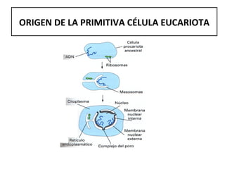 ORIGEN DE LA PRIMITIVA CÉLULA EUCARIOTA 
