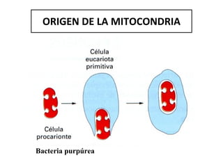 ORIGEN DE LA MITOCONDRIA Bacteria purpúrea 