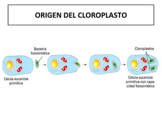 ORIGEN DEL CLOROPLASTO 