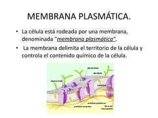 MEMBRANA PLASMÁTICA. La célula está rodeada por una membrana, denominada " membrana plasmática" . La membrana delimita el territorio de la célula y controla el contenido químico de la célula. 
