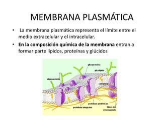 MEMBRANA PLASMÁTICA La membrana plasmática representa el límite entre el medio extracelular y el intracelular.  En la composición química de la membrana  entran a formar parte lípidos, proteínas y glúcidos  