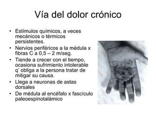 Vía del dolor crónico
• Estímulos químicos, a veces
  mecánicos o térmicos
  persistentes.
• Nervios periféricos a la médula x
  fibras C a 0,5 – 2 m/seg.
• Tiende a crecer con el tiempo,
  ocasiona sufrimiento intolerable
  q’ obliga a la persona tratar de
  mitigar su causa.
• Llega a neuronas de astas
  dorsales
• De médula al encéfalo x fascículo
  paleoespinotalámico
 