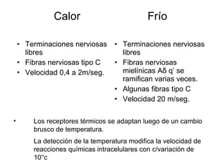 Calor                          Frío

    • Terminaciones nerviosas     • Terminaciones nerviosas
      libres                        libres
    • Fibras nerviosas tipo C     • Fibras nerviosas
    • Velocidad 0,4 a 2m/seg.       mielínicas Aδ q’ se
                                    ramifican varias veces.
                                  • Algunas fibras tipo C
                                  • Velocidad 20 m/seg.

•       Los receptores térmicos se adaptan luego de un cambio
        brusco de temperatura.
        La detección de la temperatura modifica la velocidad de
        reacciones químicas intracelulares con c/variación de
        10°c
 
