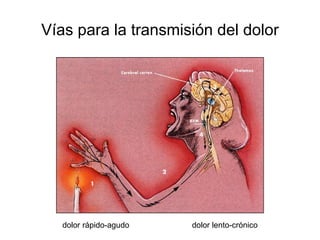 Vías para la transmisión del dolor




   dolor rápido-agudo   dolor lento-crónico
 