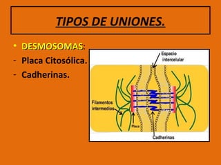 TIPOS DE UNIONES. DESMOSOMAS : Placa Citosólica. Cadherinas. 