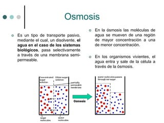 Osmosis
 Es un tipo de transporte pasivo,
mediante el cual, un disolvente, el
agua en el caso de los sistemas
biológicos, pasa selectivamente
a través de una membrana semi-
permeable.
 En la ósmosis las moléculas de
agua se mueven de una región
de mayor concentración a una
de menor concentración.
 En los organismos vivientes, el
agua entra y sale de la célula a
través de la ósmosis.
 