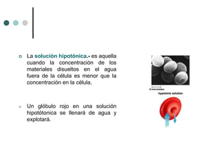  La solución hipotónica.- es aquella
cuando la concentración de los
materiales disueltos en el agua
fuera de la célula es menor que la
concentración en la célula.
 Un glóbulo rojo en una solución
hipotótonica se llenará de agua y
explotará.
 