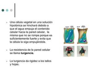  Una célula vegetal en una solución
hipotónica se hinchará debido a
que el agua empuja el contenido
celular hacia la pared celular, la
misma que no se rompe porque es
suficientemente fuerte y evita que
la célula la siga empujándola.
 La resistencia de la pared celular
se llama turgencia.
 La turgencia da rigidez a los tallos
y hojas.
 