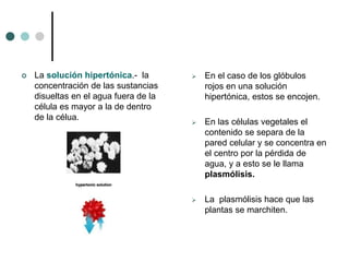  La solución hipertónica.- la
concentración de las sustancias
disueltas en el agua fuera de la
célula es mayor a la de dentro
de la célua.
 En el caso de los glóbulos
rojos en una solución
hipertónica, estos se encojen.
 En las células vegetales el
contenido se separa de la
pared celular y se concentra en
el centro por la pérdida de
agua, y a esto se le llama
plasmólisis.
 La plasmólisis hace que las
plantas se marchiten.
 