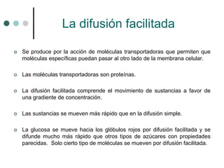 La difusión facilitada
 Se produce por la acción de moléculas transportadoras que permiten que
moléculas específicas puedan pasar al otro lado de la membrana celular.
 Las moléculas transportadoras son proteínas.
 La difusión facilitada comprende el movimiento de sustancias a favor de
una gradiente de concentración.
 Las sustancias se mueven más rápido que en la difusión simple.
 La glucosa se mueve hacia los glóbulos rojos por difusión facilitada y se
difunde mucho más rápido que otros tipos de azúcares con propiedades
parecidas. Solo cierto tipo de moléculas se mueven por difusión facilitada.
 