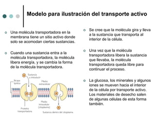  Una molécula transportadora en la
membrana tiene un sitio activo donde
solo se acomodan ciertas sustancias.
 Cuando una sustancia entra a la
molécula transportadora, la molécula
libera energía, y se cambia la forma
de la molécula transportadora.
 Se cree que la molécula gira y lleva
a la sustancia que transporta al
interior de la célula.
 Una vez que la molécula
transportadora libera la sustancia
que llevaba, la molécula
transportadora queda libre para
continuar el proceso.
 La glucosa, los minerales y algunos
iones se mueven hacia el interior
de la célula por transporte activo.
Los materiales de desecho salen
de algunas células de esta forma
también.
Modelo para ilustración del transporte activo
 