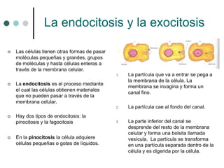 La endocitosis y la exocitosis
 Las células tienen otras formas de pasar
moléculas pequeñas y grandes, grupos
de moléculas y hasta células enteras a
través de la membrana celular.
 La endocitosis es el proceso mediante
el cual las células obtienen materiales
que no pueden pasar a través de la
membrana celular.
 Hay dos tipos de endocitosis: la
pinocitosis y la fagocitosis
 En la pinocitosis la célula adquiere
células pequeñas o gotas de líquidos.
1. La partícula que va a entrar se pega a
la membrana de la célula. La
membrana se invagina y forma un
canal fino.
2. La partícula cae al fondo del canal.
3. La parte inferior del canal se
desprende del resto de la membrana
celular y forma una bolsita llamada
vesícula. La partícula se transforma
en una partícula separada dentro de la
célula y es digerida por la célula.
 