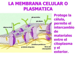 LA MEMBRANA CELULAR O
PLASMATICA
Protege la
célula,
permite el
intercambio
de
materiales
entre el
citoplasma
y el
exterior.
 
