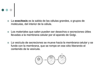  La exocitosis es la salida de las células grandes, o grupos de
moléculas, del interior de la célula.
 Los materiales que salen pueden ser desechos o secreciones útiles
llevadas a la membrana celular por el aparato de Golgi.
 La vesícula de secreciones se mueve hacia la membrana celular y se
funde con la membrana, que se rompe en ese sitio liberando el
contenido de la vesícula.
 