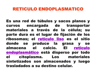 Es una red de túbulos y sacos planos y
curvos encargada de transportar
materiales a través de la célula; su
parte dura es el lugar de fijación de los
ribosomas; el retículo liso es el sitio
donde se produce la grasa y se
almacena el calcio. El retículo
endoplasmático está disperso por todo
el citoplasma. Los materiales
sintetizados son almacenados y luego
trasladados a su destino celular.
RETICULO ENDOPLASMATICO
 