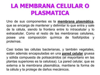 Uno de sus componentes es la membrana plasmática,
que se encarga de mantener y delimitar lo que entra y sale
de la célula, siendo la frontera entre lo intracelular y lo
extracelular. Como el resto de las membranas celulares,
posee una composición química de fosfolípidos y
proteínas.
Casi todas las células bacterianas, y también vegetales,
están además encapsuladas en una pared celular gruesa
y sólida compuesta de polisacáridos (el mayoritario en las
plantas superiores es la celulosa). La pared celular, que es
externa a la membrana plasmática, mantiene la forma de
la célula y la protege de daños mecánicos.
LA MEMBRANA CELULAR O
PLASMATICA
 
