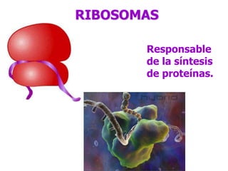 RIBOSOMAS
Responsable
de la síntesis
de proteínas.
 