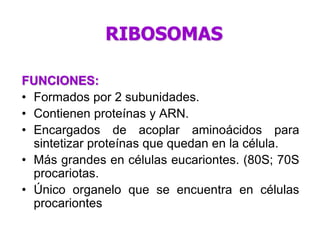 FUNCIONES:
• Formados por 2 subunidades.
• Contienen proteínas y ARN.
• Encargados de acoplar aminoácidos para
sintetizar proteínas que quedan en la célula.
• Más grandes en células eucariontes. (80S; 70S
procariotas.
• Único organelo que se encuentra en células
procariontes
RIBOSOMAS
 
