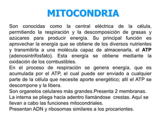 Son conocidas como la central eléctrica de la célula,
permitiendo la respiración y la descomposición de grasas y
azúcares para producir energía. Su principal función es
aprovechar la energía que se obtiene de los diversos nutrientes
y transmitirla a una molécula capaz de almacenarla, el ATP
(adenosintrifosfato). Esta energía se obtiene mediante la
oxidación de los combustibles.
En el proceso de respiración se genera energía, que es
acumulada por el ATP, el cual puede ser enviado a cualquier
parte de la célula que necesite aporte energético; allí el ATP se
descompone y la libera.
Son organelos celulares más grandes.Presenta 2 membranas.
La interna se pliega hacia adentro llamándose crestas. Aquí se
llevan a cabo las funciones mitocondriales.
Presentan ADN y ribosomas similares a los procariontes.
MITOCONDRIA
 