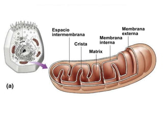 Espacio
intermembrana
Membrana
interna
Membrana
externa
Matrix
Crista
 