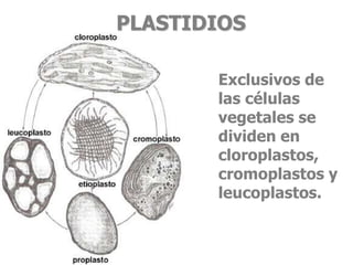 PLASTIDIOS
Exclusivos de
las células
vegetales se
dividen en
cloroplastos,
cromoplastos y
leucoplastos.
 