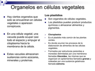 Organelos en células vegetales
 Hay ciertos organelos que
solo se encuentran en células
vegetales o aparecen
conspicuos.
 En una célula vegetal, una
vacuola puede ocupar casi
todo el espacio y empujar el
citoplasma hacia la
membrana de la célula.
 Estas vacuolas almacenan
sustancias como azúcares,
minerales y proteínas.
Los plastidios
 Son organelos de células vegetales.
 Los plastidios pueden producir productos
químicos o almacenar alimentos y
pigmentos.
 Cloroplastos
 Es el plastidio más común de las plantas
verdes.
 Es donde ocurren los procesos de la
elaboración de alimentos de las células
vegetales.
 Formados por estructuras parecidas a
monedas delimitadas por una membrana
llamadas tilacoides, las mismas que se
organizan en apilamientos llamados granas y
rodeadas por una sustancia gelatinosa
llamada estroma.
 