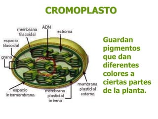 CROMOPLASTO
Guardan
pigmentos
que dan
diferentes
colores a
ciertas partes
de la planta.
 