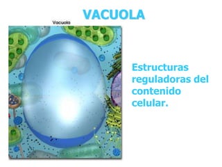 VACUOLA
Estructuras
reguladoras del
contenido
celular.
 