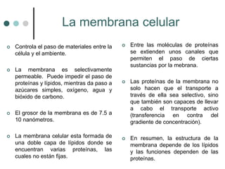 La membrana celular
 Controla el paso de materiales entre la
célula y el ambiente.
 La membrana es selectivamente
permeable. Puede impedir el paso de
proteínas y lípidos, mientras da paso a
azúcares simples, oxígeno, agua y
bióxido de carbono.
 El grosor de la membrana es de 7.5 a
10 nanómetros.
 La membrana celular esta formada de
una doble capa de lípidos donde se
encuentran varias proteínas, las
cuales no están fijas.
 Entre las moléculas de proteínas
se extienden unos canales que
permiten el paso de ciertas
sustancias por la mebrana.
 Las proteínas de la membrana no
solo hacen que el transporte a
través de ella sea selectivo, sino
que también son capaces de llevar
a cabo el transporte activo
(transferencia en contra del
gradiente de concentración).
 En resumen, la estructura de la
membrana depende de los lípidos
y las funciones dependen de las
proteínas.
 