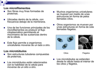 Los microfilamentos
 Son fibras muy finas formadas de
proteínas.
 Ubicadas dentro de la célula, con
frecuencia debajo de la membrana.
 Una de las funciones principales de los
microfilamentos es producir el flujo
citoplasmático permitiendo el
movimietno da las sustancias dentro
de la célula.
 Este flujo permite a organismos
unicelulares moverse de un lado a otro.
Los microtúbulos
 Son estructuras tubulares compuestas
de proteínas.
 Los microtúbulos están relacionados
con la habilidad de la célula para
moverse de un sitio a otro.
 Muchos organismos unicelulares
se mueven por medio de unas
estructuras en forma de pelos
llamadas cilios.
 Otros organismos se mueven por
unas estructuras en forma de cola
llamadas flagelos.
Cilios Flagelos
 Los microtúbulos se extienden
desde la célula hasta el interior de
los cilios y flagelos.
 