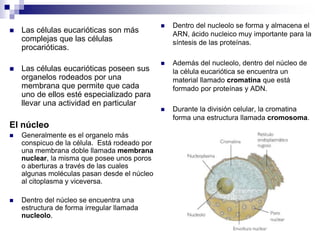  Las células eucarióticas son más
complejas que las células
procarióticas.
 Las células eucarióticas poseen sus
organelos rodeados por una
membrana que permite que cada
uno de ellos esté especializado para
llevar una actividad en particular
El núcleo
 Generalmente es el organelo más
conspicuo de la célula. Está rodeado por
una membrana doble llamada membrana
nuclear, la misma que posee unos poros
o aberturas a través de las cuales
algunas moléculas pasan desde el núcleo
al citoplasma y viceversa.
 Dentro del núcleo se encuentra una
estructura de forma irregular llamada
nucleolo.
 Dentro del nucleolo se forma y almacena el
ARN, ácido nucleico muy importante para la
síntesis de las proteínas.
 Además del nucleolo, dentro del núcleo de
la célula eucariótica se encuentra un
material llamado cromatina que está
formado por proteínas y ADN.
 Durante la división celular, la cromatina
forma una estructura llamada cromosoma.
 