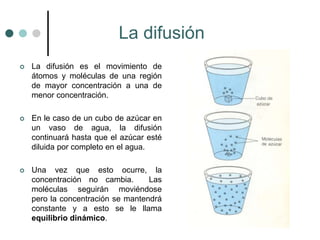  La difusión es el movimiento de
átomos y moléculas de una región
de mayor concentración a una de
menor concentración.
 En le caso de un cubo de azúcar en
un vaso de agua, la difusión
continuará hasta que el azúcar esté
diluida por completo en el agua.
 Una vez que esto ocurre, la
concentración no cambia. Las
moléculas seguirán moviéndose
pero la concentración se mantendrá
constante y a esto se le llama
equilibrio dinámico.
La difusión
 