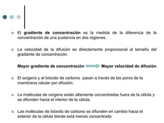  El gradiente de concentración es la medida de la diferencia de la
concentración de una sustancia en dos regiones.
 La velocidad de la difusión es directamente proporcional al tamaño del
gradiente de concentración.
Mayor gradiente de concentración Mayor velocidad de difusión
 El oxígeno y el bióxido de carbono pasan a través de los poros de la
mambrana celular por difusión.
 La moléculas de oxígeno están altamente concentradas fuera de la célula y
se difunden hacia el interior de la célula.
 Las moléculas de bióxido de carbono se difunden en cambio hacia el
exterior de la célula donde está menos concentrado
 
